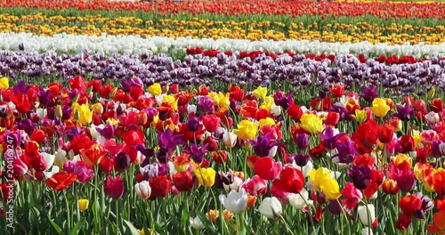 Young Girl Walks By Tulips