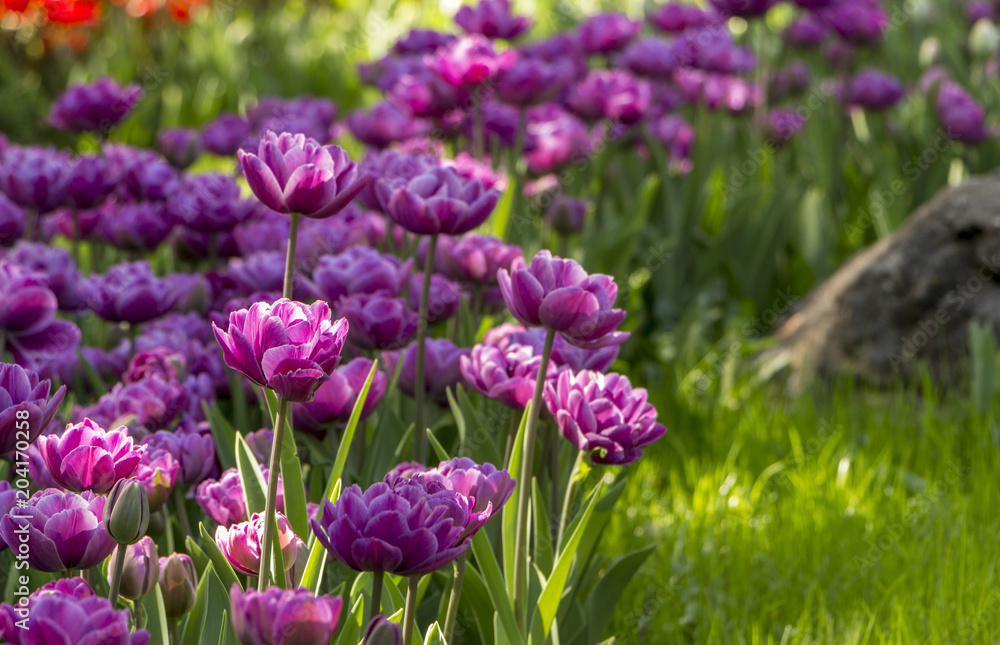 Purple tulips in the garden. Flowers background. Purple tulips in the garden. Flowers background.