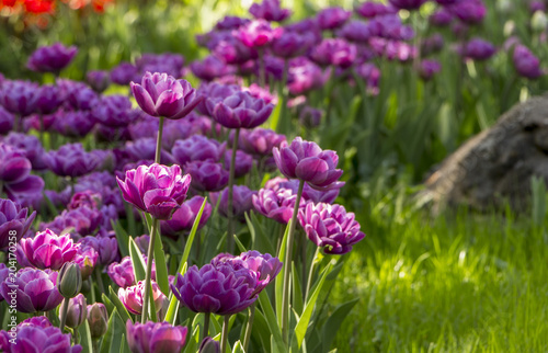 Purple tulips in the garden. Flowers background.