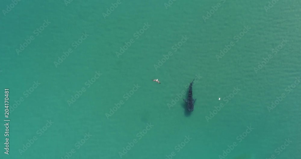 Whale Shark (rhincodon typus), the biggest fish in the ocean, a huge gentle plankton filterer giant, swimming near the surface. La Paz Baja California sur, Mexico. Whale Shark (rhincodon typus), the biggest fish in the ocean, a huge gentle plankton filterer giant, swimming near the surface. La Paz Baja California sur, Mexico.