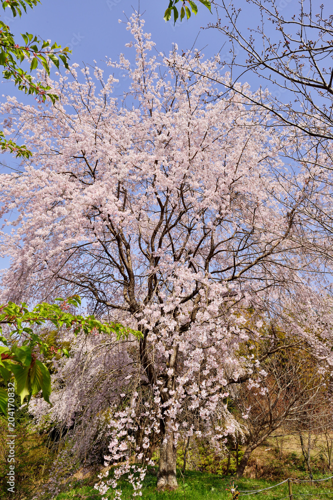 三光の桜