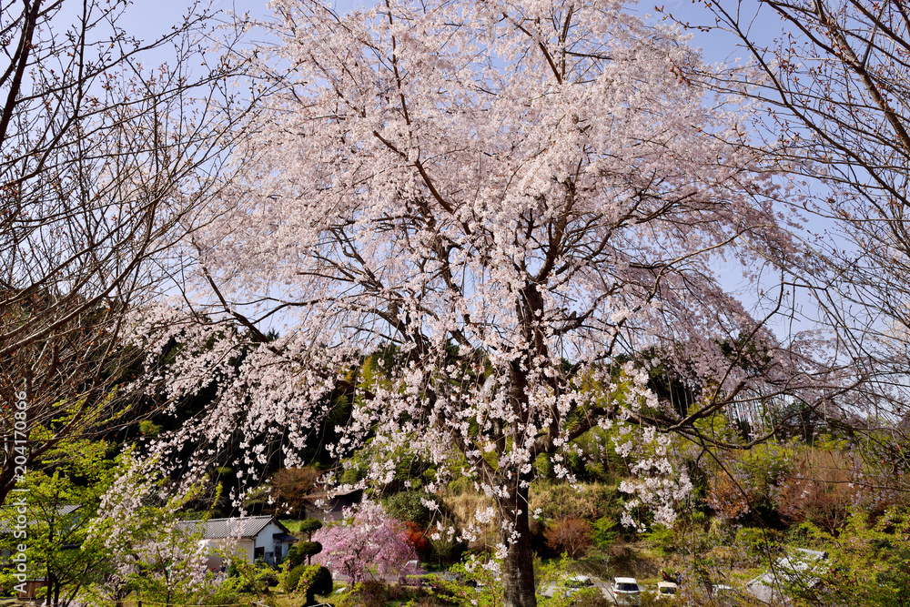 三光の桜