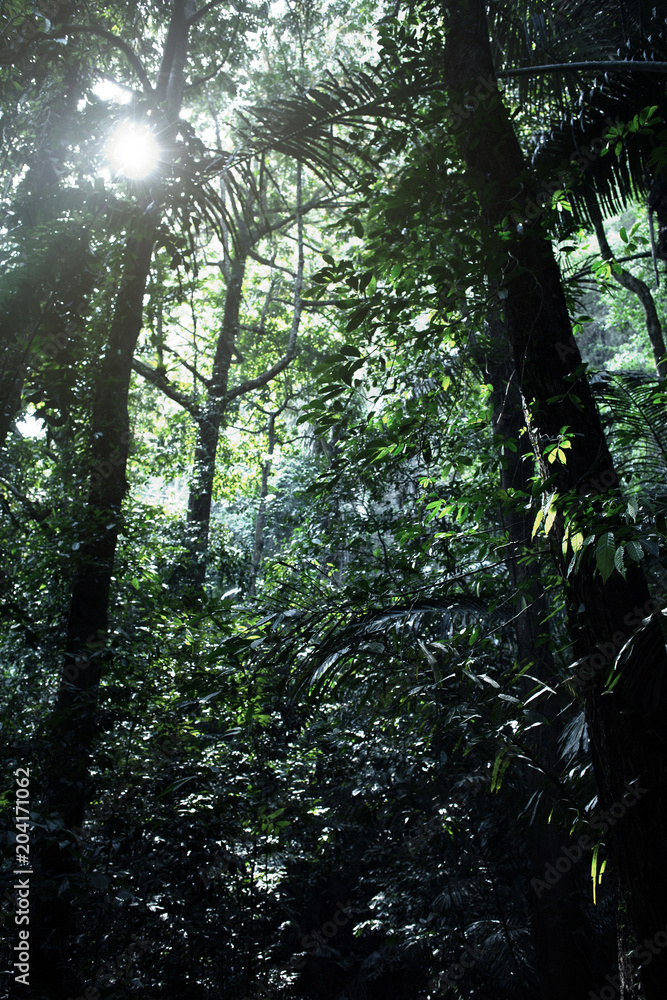 Naklejka premium Rain forest at Krabi in Thailand