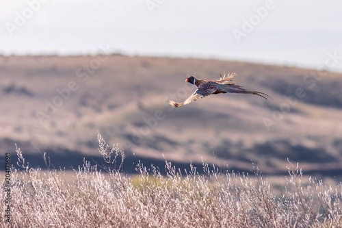 Photo Rooster pheasant gliding over farm lands in eastern Oregon.