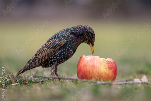 Small bird with large apple