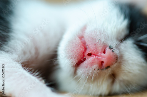 closeup Cute baby cat sleeping on Synthetic fiber