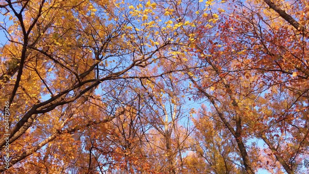 Tranquil Autumn Park with Multicolored Foliage Tranquil Autumn Park with Multicolored Foliage