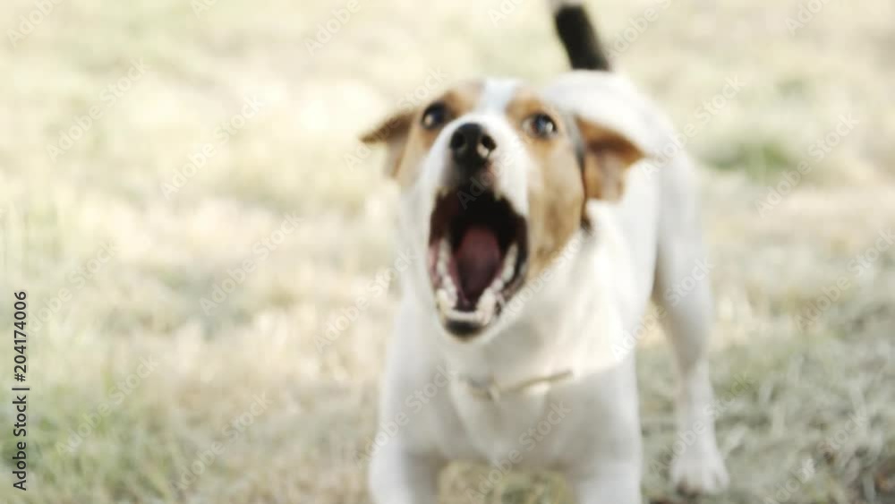 Slow motion. Dog breed Jack Russell Terrier, on whom the barks. Slow motion. Dog breed Jack Russell Terrier, on whom the barks.