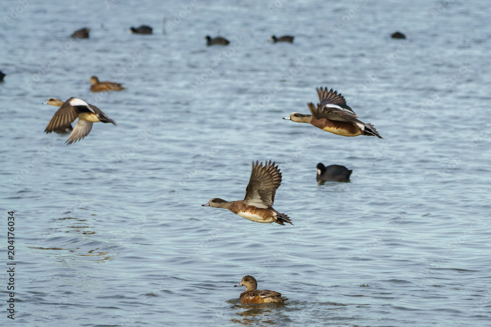 Wigeon drake ducks skimming over waters surface Wigeon drake ducks skimming over waters surface
