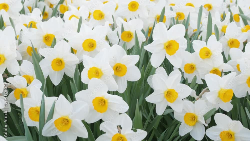 garden patch full of daffodils