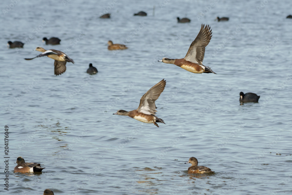 Wigeon drake ducks skimming over waters surface