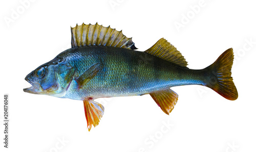 river perch isolated on white background