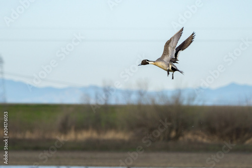 pintail drake duck mid flight © MikeFusaro