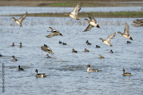 small flock of ducks taking flight