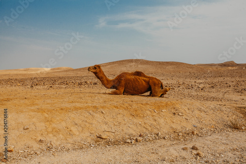 Camel in desert in Israel, Negev photo