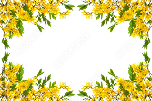 Valokuva Frame with blooming forsythia twigs on a white background.