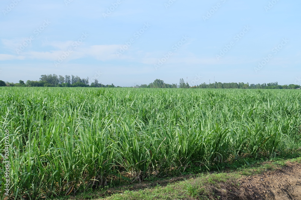 Sugarcane Sugarcane