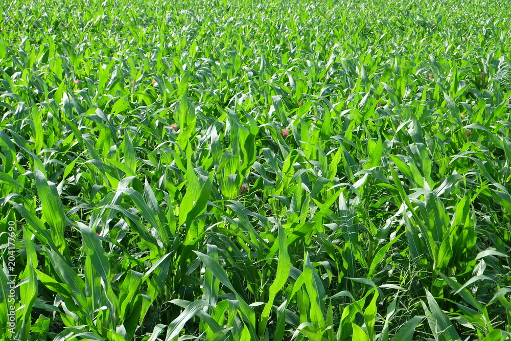 Sugarcane Sugarcane