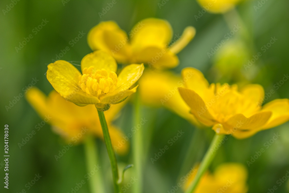 Nice small yellow meadow flower, macro photo Nice small yellow meadow flower, macro photo