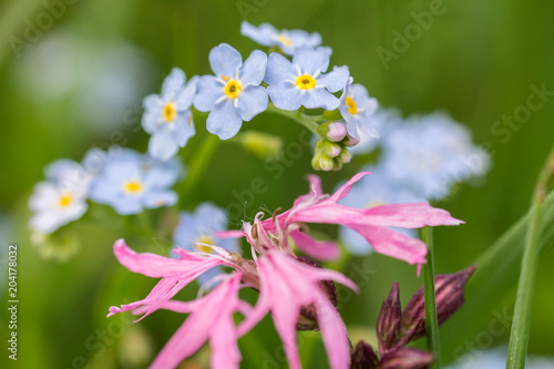 Nice forget-me-not in grass with red flower, macro photo