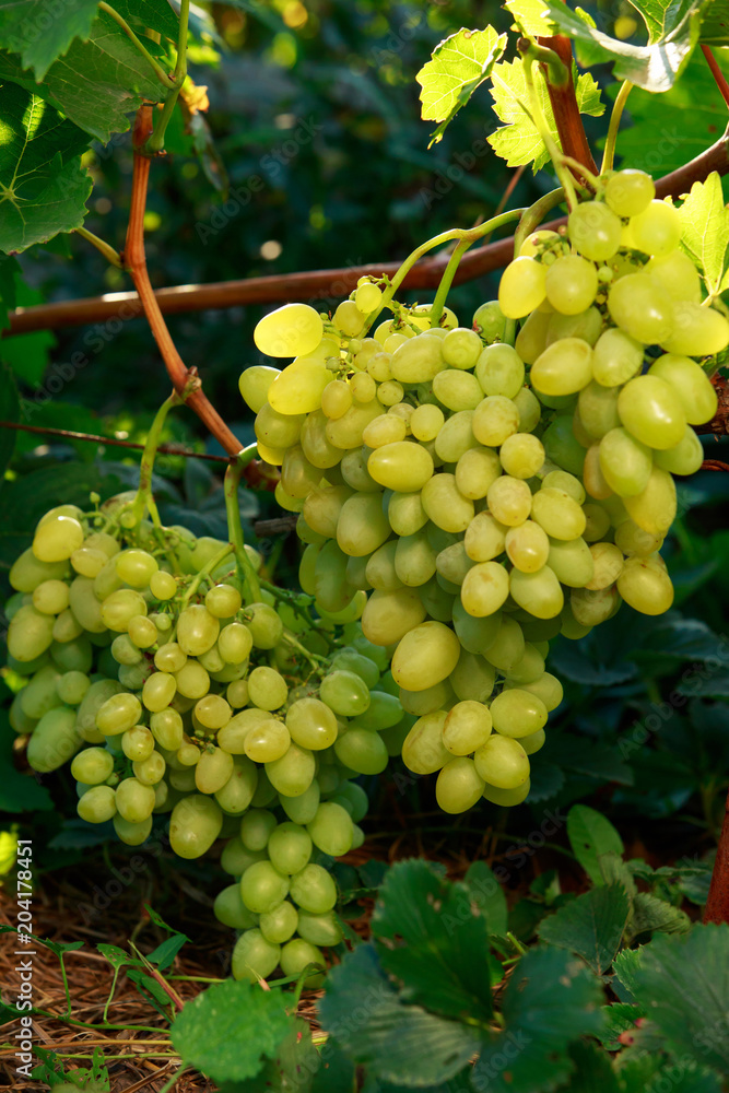 Fototapeta premium bunch of ripe grapes