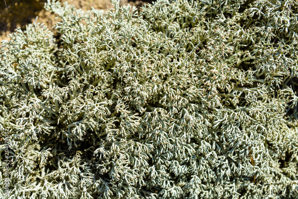 Green moss on a ground in forest Green moss on a ground in forest