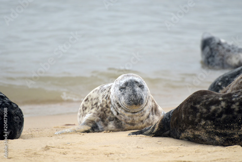 Grey seals lying on Horsey Beach, Norfolk