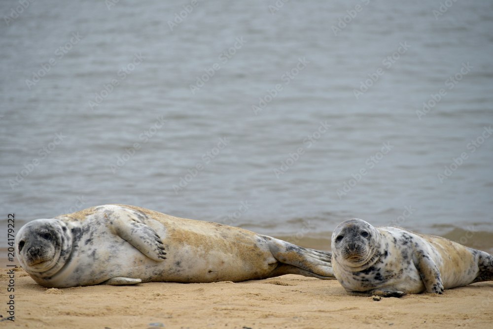 Fototapeta premium Grey seals lying on Horsey Beach, Norfolk