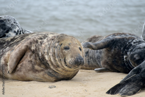 Grey seals lying on Horsey Beach, Norfolk