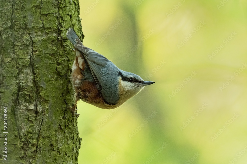Eurasian Nuthatch (Sitta europaea) perched on a tree trunk Eurasian Nuthatch (Sitta europaea) perched on a tree trunk