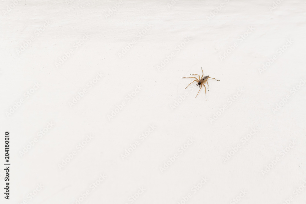 Spider on a white wall. Spider on a white wall.
