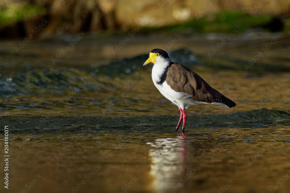 Vanellus miles - Masked Lapwing, wader from Australia Vanellus miles - Masked Lapwing, wader from Australia