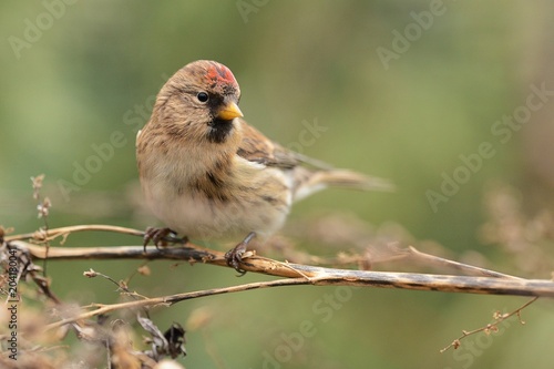 Acanthis flammea - Common Redpoll - male on the dry plant