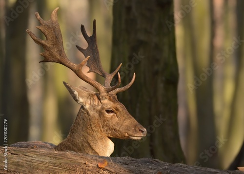 Fallow Deer  Dama dama  in the forest