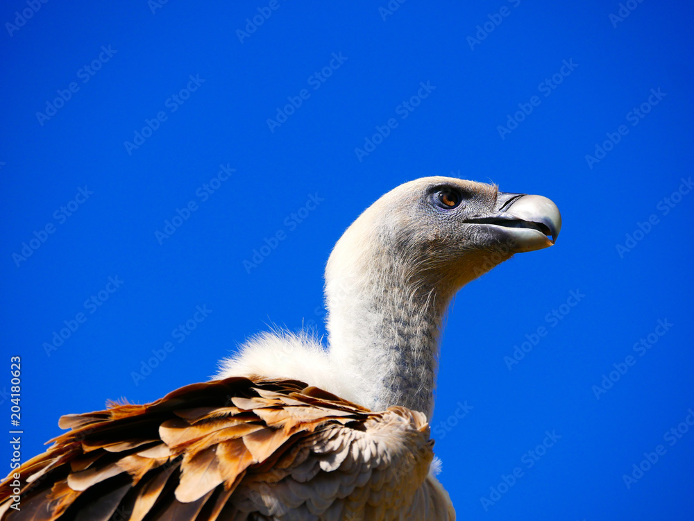 Vautour Vautour