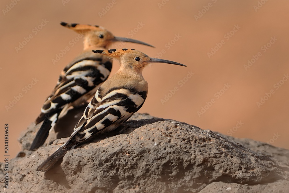 Eurasian Hoopoe - Upupa epops Eurasian Hoopoe - Upupa epops