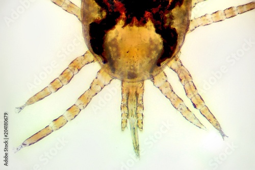 Detail of the red poultry mite (Dermanyssus gallinae) under the microscope. Ugly little red mite with eyght legs photo