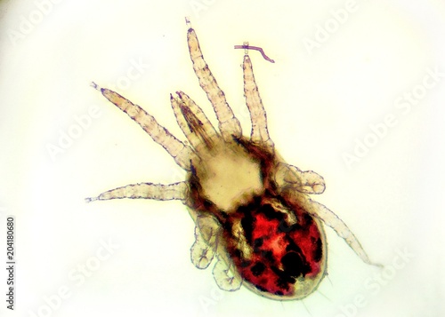 Detail of the red poultry mite (Dermanyssus gallinae) under the microscope. Ugly little red mite with eyght legs with white background