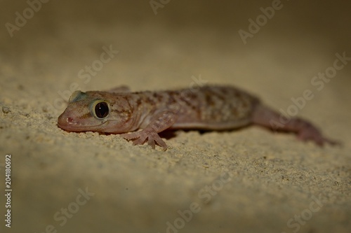 Mediterranean house gecko (Hemidactylus turcicus) in the wall at night
