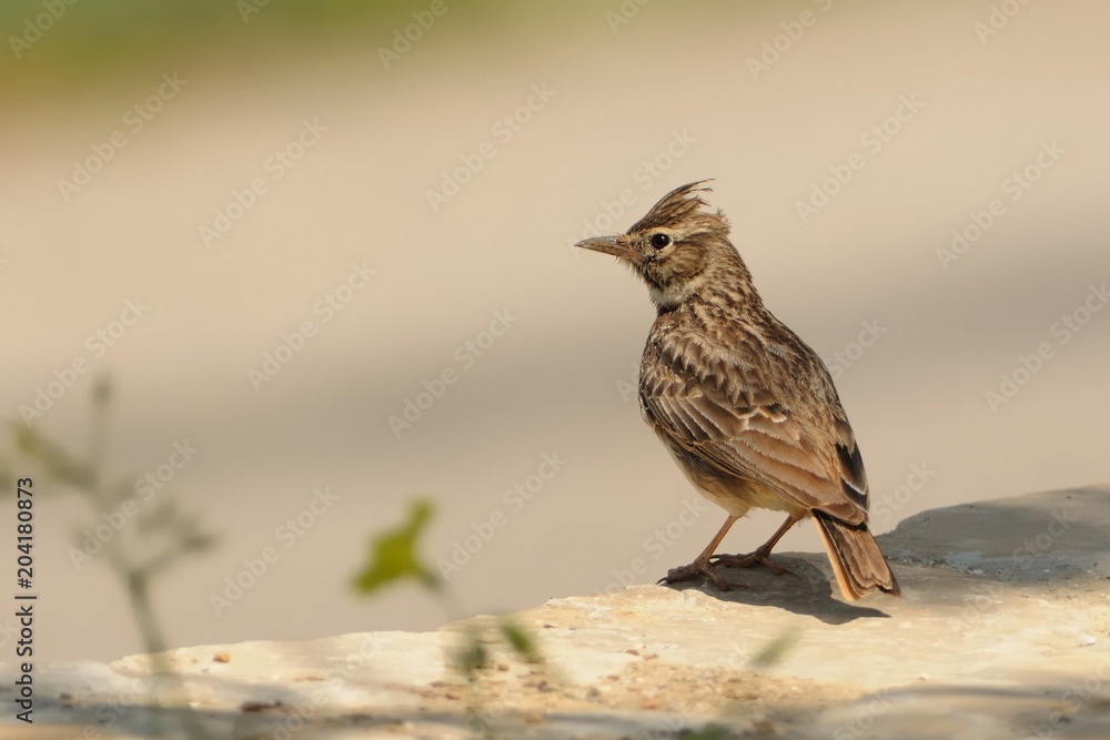 Galerida theklae - Thekla Lark sitting and singing in Spain Galerida theklae - Thekla Lark sitting and singing in Spain