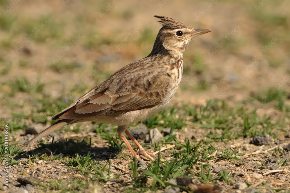 Galerida theklae - Thekla Lark sitting and singing in Spain Galerida theklae - Thekla Lark sitting and singing in Spain