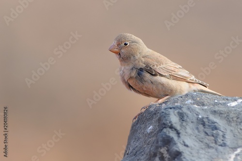 Female Trumpeter Finch - Bucanetes githagineus sitting on the rock photo