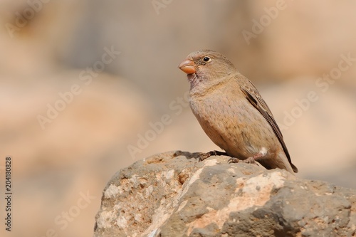 Female Trumpeter Finch - Bucanetes githagineus sitting on the rock photo