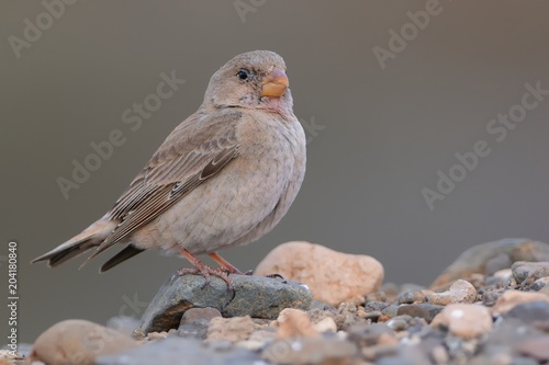 Female Trumpeter Finch - Bucanetes githagineus sitting on the rock photo