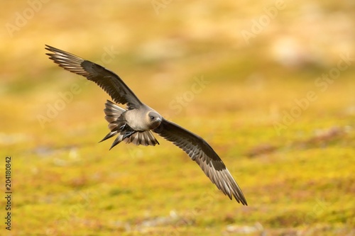 Parasitic Jaeger (Stercorarius parasiticus) captured in flight. Big brown bird flying over the meadow in Norway near seacost with orange background. Two long grey wings