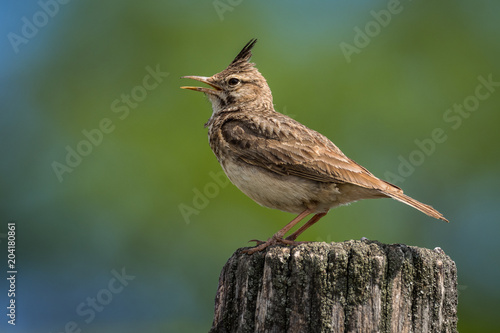 Galerida cristata - Crested Lark sitting on the ground and looking for food photo