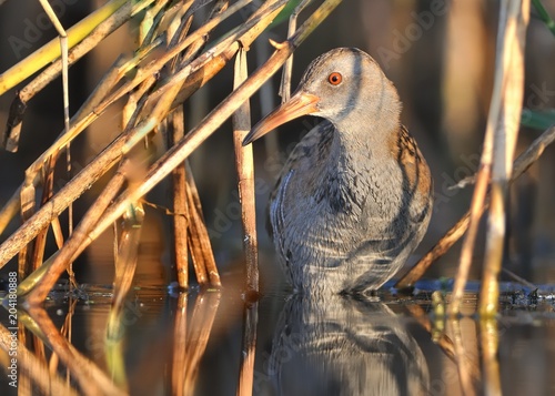 Water Rail - Rallus aquaticus photo