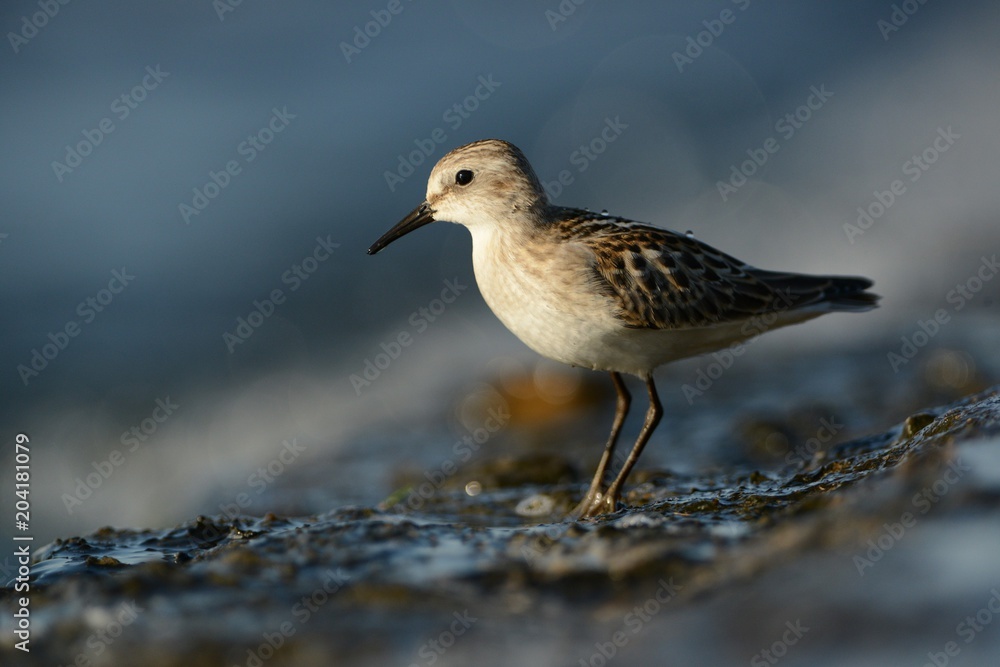 Little Stint (Calidris minuta) during migration Little Stint (Calidris minuta) during migration