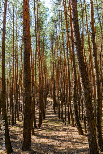 Rows of the tall pine trees in a forest on spring