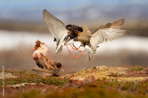 Fototapeta Fighting Ruffs in the lek